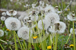 DANDELION FLOWER FIELD