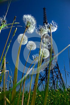 Dandelion flower on the field. Beautiful landscape. Background. Texture. Beautiful flowers. Background.