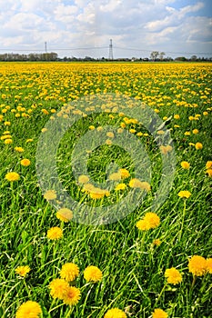 Dandelion flower field in bloom