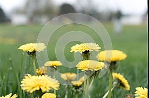 Dandelion Flower Field Depth of Field