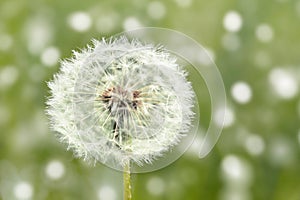 Dandelion flower field in spring, Green grass background