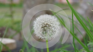 dandelion flower photo