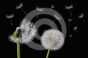 Dandelion flower and flying seeds