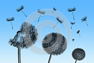 Dandelion flower and flying seeds on blue background.