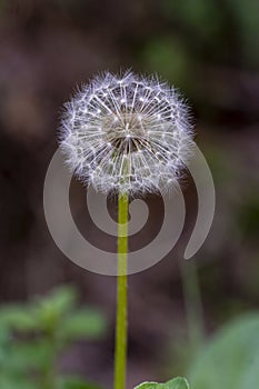 dandelion flower in foreground with background out of focus