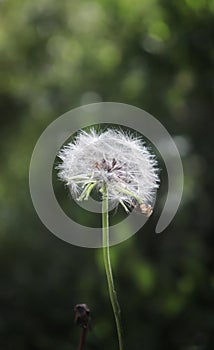 Dandelion Flower In A Forest