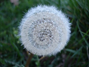 Dandelion Flower in Forest Spring