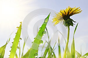 Dandelion flower and fresh green grass with dew drops on meadow.