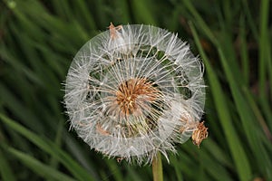 Dandelion flower gone to seed