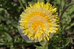 Dandelion flower at grass 30648