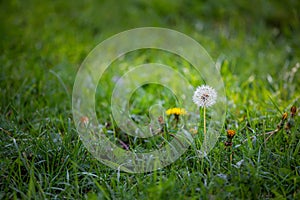 Dandelion flower on a green autumn lawn