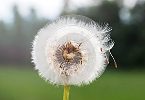 Dandelion flower on green background in field. Selective focus