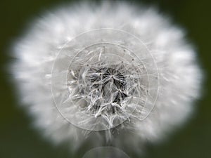 Dandelion flower in green grass