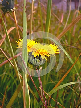 Dandelion flower photo