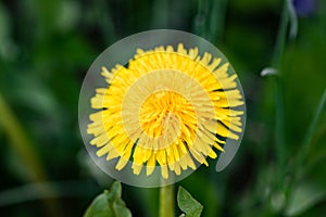 Dandelion flower on green grass background close up