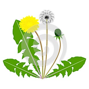 A dandelion flower with green leaves with seeds and bud.