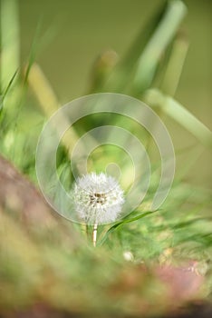 Dandelion flower growing in lush green summer grass with blurred green background