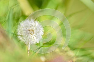 Dandelion flower growing in lush green summer grass with blurred green background
