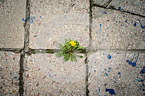 Dandelion flower grows between crack the of ild granite