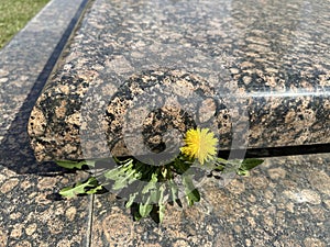 Dandelion flower grows out in the tombstone
