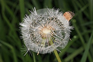 Dandelion flower that has gone to seed.