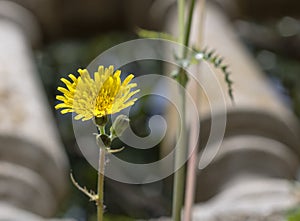 Dandelion flower or hawkbit, growing in the garden photo