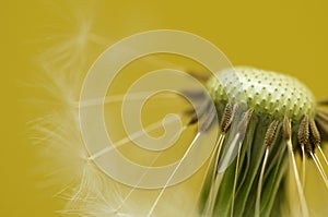 Dandelion flower head