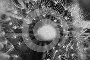 Dandelion flower head black and white macro. geometry in nature.