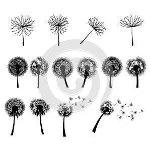 Dandelion Flower Head Blowing Wind Silhouette Illustration