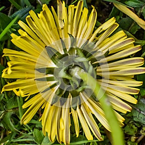 Back of Dandelion Flower Head Close-Up, Make A Wish