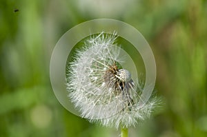 Dandelion flower head floret seed feathers meadow