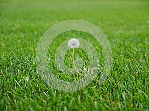 Dandelion flower head in nice lawn