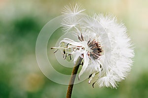 Dandelion flower head releasing its seeds close up macro photo with bokeh background out of focus
