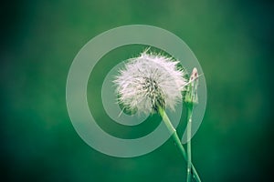 Dandelion flower head releasing its seeds close up macro photo with bokeh background out of focus due to shallow depth of field