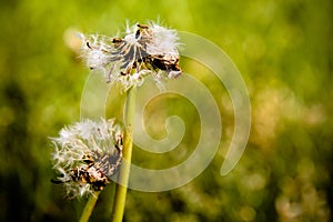 Dandelion flower heads releasing seeds close up macro photo with bokeh background out of focus due to shallow depth of field