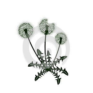 Dandelion flower icon