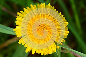 Dandelion Flower Illinois