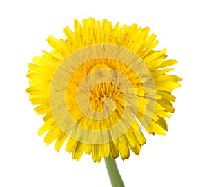 Dandelion flower isolated