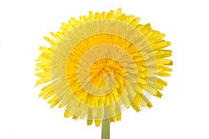 Dandelion flower isolated