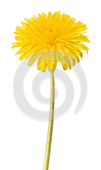 Dandelion flower isolated