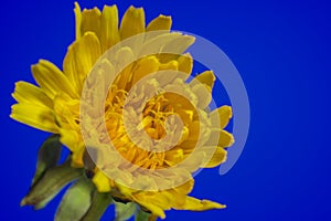 A Dandelion flower isolated against a blue backround