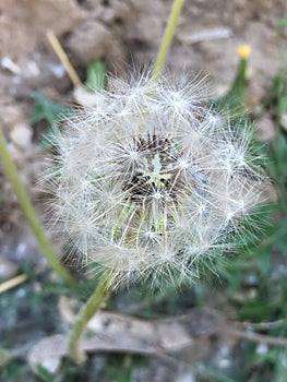 Dandelion flower in late autumn in Hebei, China