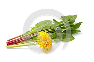 Dandelion flower with leaves in a bundle isolated.