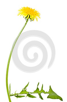 Dandelion flower with long stem