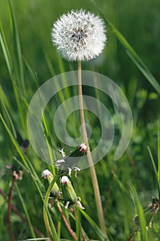 Dandelion flower on a long stem on a blurred background on a meadow