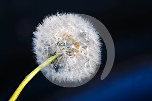 Dandelion flower macro