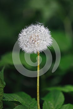 dandelion flower macro