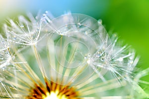 Dandelion flower. macro