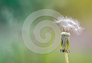 Dandelion flower macro on blurred nature abstract background with space for text