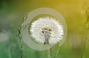 Dandelion flower macro on blurred nature abstract background with space for text